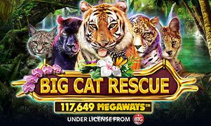 Imagem do jogo Big Cat Rescue Megaways